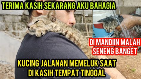 Alhamdulillah Warga Baru Cats Lovers Tv Seneng Banget Di Kasih Tempat