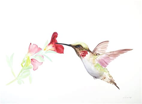 Watercolor Wildlife Laura Wilkins Art