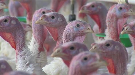 Avian Influenza Leads To Death Of 19000 Turkeys In Southern Missouri Fox 2