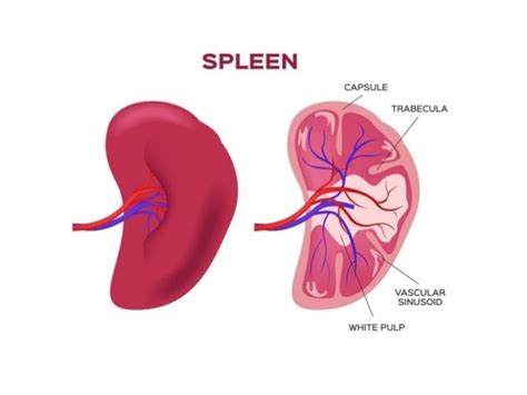 Spleen Ultrasound Anatomy Structure Scanning Techniques And Pathologi