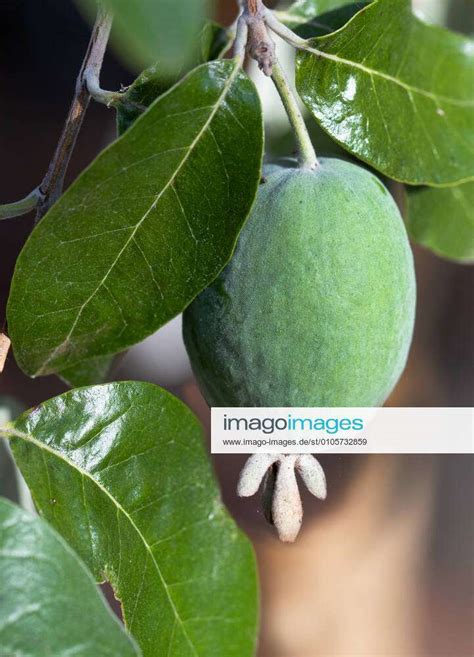 Feijoa Brazilian Guava Acca Sellowiana Ripe Fruit On The Tree Pineapple Guava Acca Sellowiana