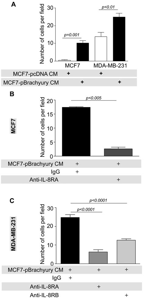 Role Of The IL 8 IL 8R Axis In The ECM Invasion Of Tumor Cells