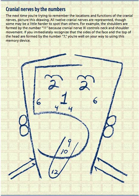 Tips And Mnemonics In Remembering The Cranial Nerves Nursing Crib