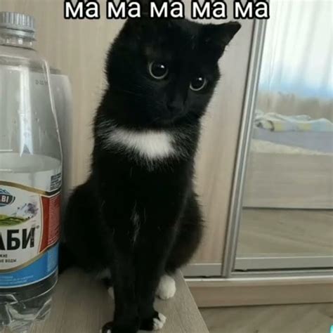 МАМА, ТЫ КРУТАЯ 😘😘 #маме #мама #шортс #shorts #рек #rek #cat #котик # ...