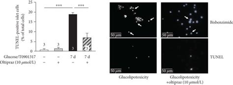 Nrf2 Activation Influences Cell Viability Of Islet Cells A Culturing