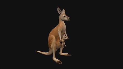Animated Kangaroo With Baby 3d Model By Cg Bob