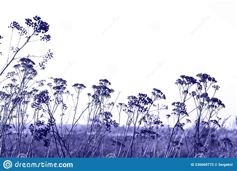 Ervas Daninhas Secas Altas Macro Tiro De Plantas Secas Dentro Da