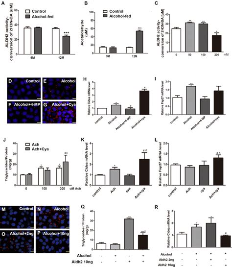 Normal Mouse Hepatocyte Cell Line Aml12 Atcc Bioz