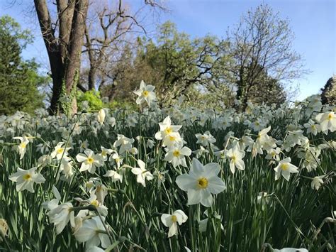 7 April 2024 VOLLE BLÜTE im Botanischen Garten Wien Kunst und Literatur