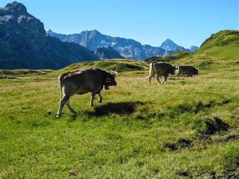 Free Images Landscape Nature Grass Wilderness Field Meadow