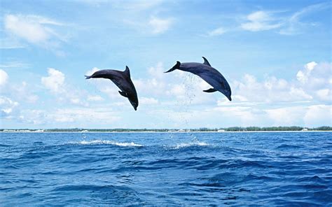 Dolphins Jumping Wallpapers - Wallpaper Cave