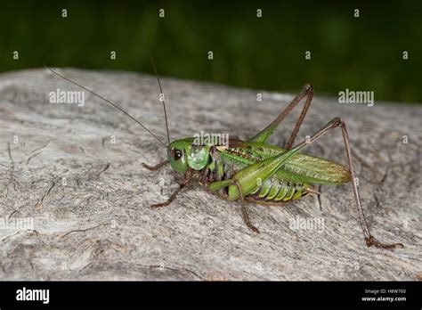 Warzenbeißer, Warzenbeisser, Männchen, Decticus verrucivorus, wart ...