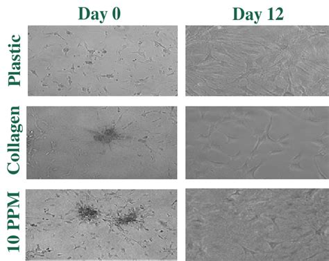 Morphological changes in MSCs on plastic (top), collagen (middle) and ...