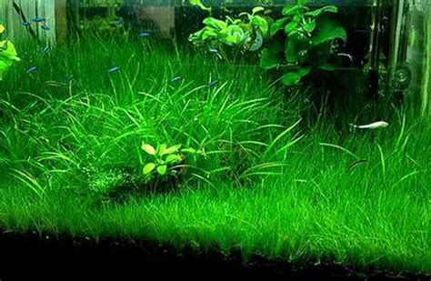 The Green Oasis A Guide To Aquarium Grass Care All Happy Fish