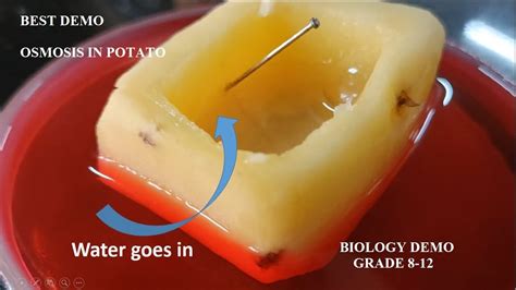 Biology Demo Osmosis In Potato Std Youtube