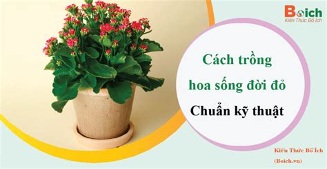 Cách Trồng Hoa Sống đời đỏ Bí Quyết để Có Một Vườn Hoa Tươi Tắn Và đầy