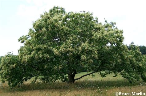 American Chestnut Castanea Dentata Great Plains Nursery