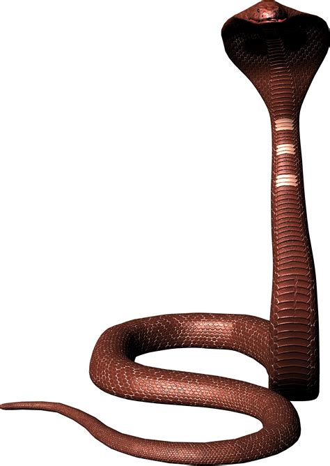 Cobra Png Transparent Image Download Size 1666x2348px