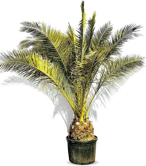 Palme Phoenix Canariensis Cm Kanarische Dattelpalme Xxl Amazon