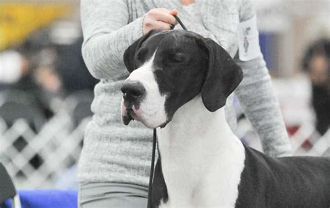 Mantle Great Dane Puppies – Telegraph