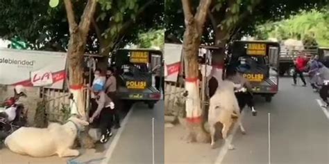 Viral Video Sapi Ngamuk Sampai Ngejar Ngejar Polisi Gak Mau Kepalanya