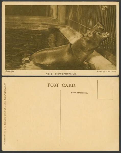 HIPPOPOTAMUS FEEDING HIPPO. London Zoo Animal Old Postcard Photo by F.W ...