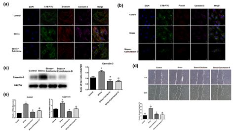 Role Of F Actin And Tubulin In Pmsinduced Increase Of Lipid Rafts