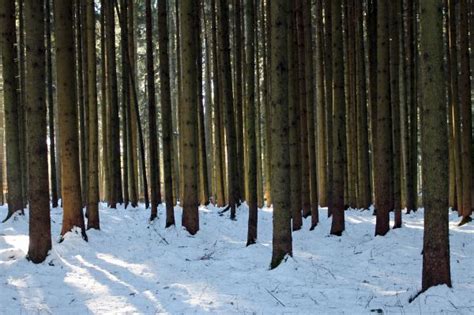 Free Images Forest Branch Snow Winter Wood Wind Frost Old