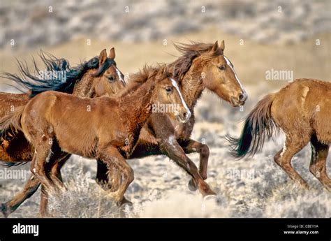 Wild Mustang Horse High Resolution Stock Photography and Images - Alamy