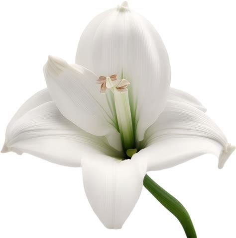 Amaryllis Clipart A Cute Amaryllis Flower Icon Ai Generated 44427131 Png