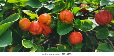 2,414 Barbados Cherry Tree Images, Stock Photos & Vectors | Shutterstock