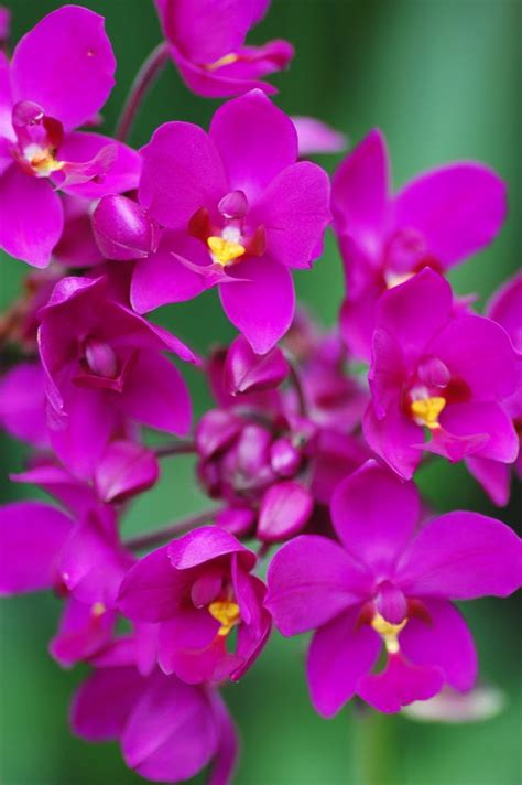 Hort Couture Patio And Garden Orchids