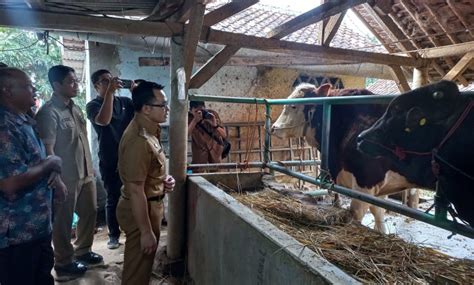 Pastikan Hewan Kurban Sehat Dinas Pertanian Kabupaten Cirebon Pantau