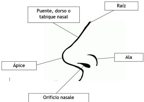 Dibujos De Sentido Olfato Partes Para Colorear Vsun