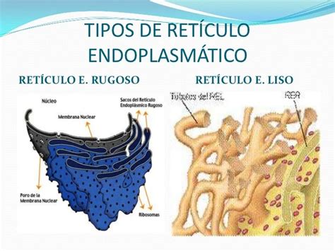 Ret Culo Endopl Smico Liso Y Rugoso Bases De Biologia Celular