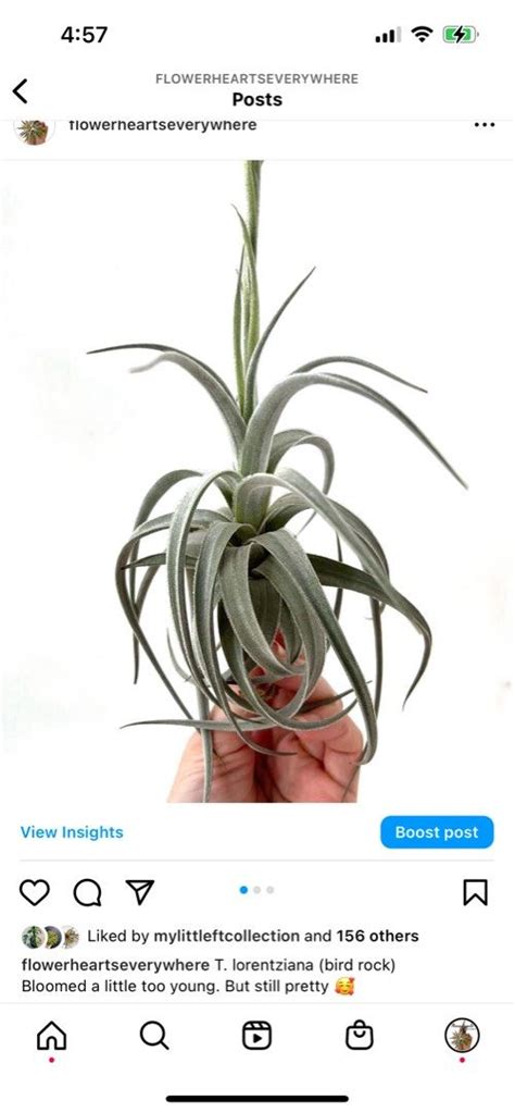 Tillandsia Lorentziana From Bird Rock Airplants Furniture Home