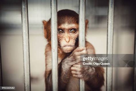 Monkey Cages Photos And Premium High Res Pictures Getty Images