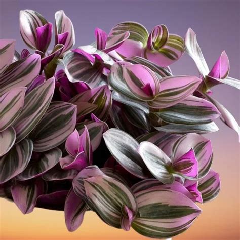 10 Stunning Tradescantia Varieties With Pictures Care Guides