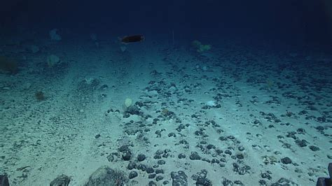 How Scientists Filmed A Giant Squid In North American Waters For The