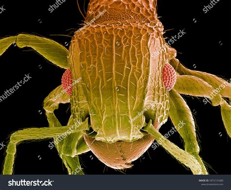 521 Microscope Ant Images, Stock Photos & Vectors | Shutterstock