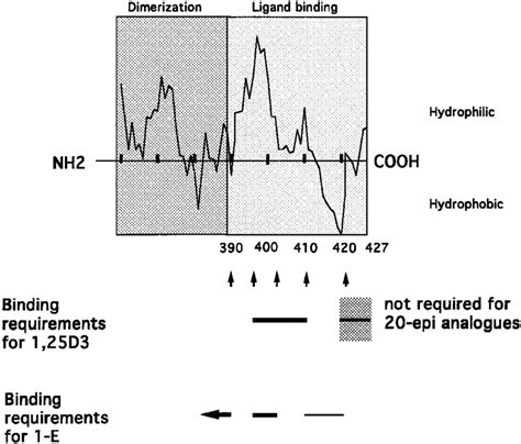 Schematic Illustration Of The Binding Requirements Of Oh D