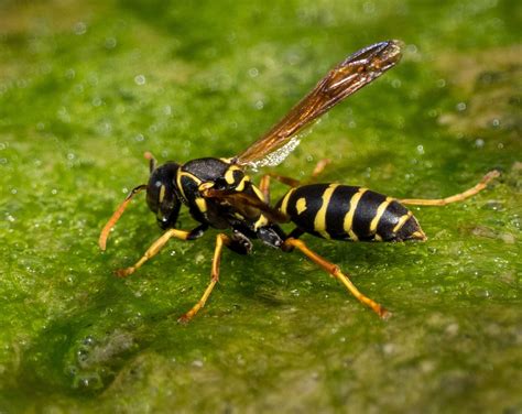 Black Flower Wasp Australia Sting Best Flower Site