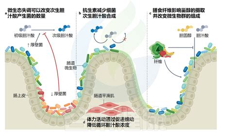 什么是胆汁酸其与肠道微生物互作如何影响人体健康 微生物群 胆汁酸 FXR 细菌 代谢 细胞 健康界