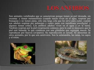 Los Anfibios Y Reptiles Ppt