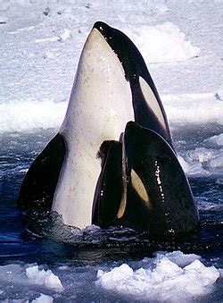 Orcinus orca - Wikipedia, la enciclopedia libre
