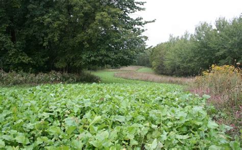 Easy No Till Food Plot Methods Whitetail Habitat Solutions