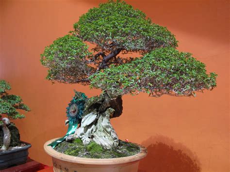 Bonsai Waru Laut Aneka Ragam Bentuk Bonsai