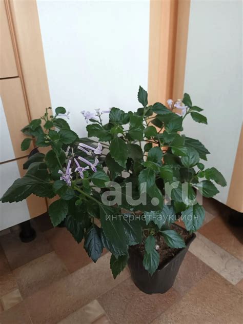 Плектрантус Лавендер — купить в Красноярске. Горшечные растения и ...