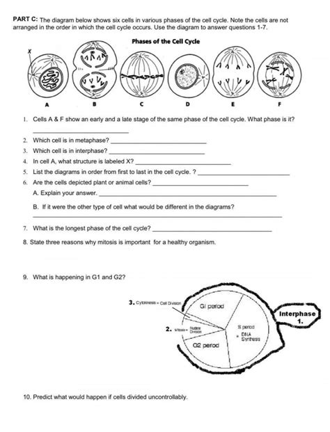 Cell Cycle And Mitosis Worksheet Printable PDF Template