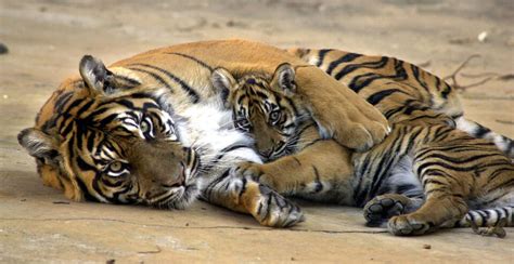 Mother Sumatran Tiger Malaya Holds One Of Her Two Week Old Cubs